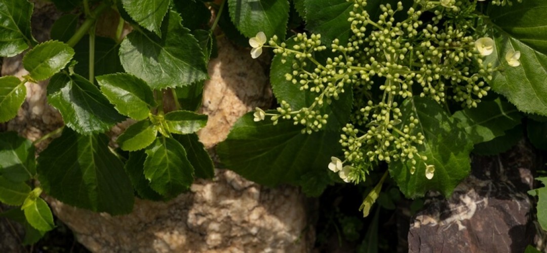 Гортензия метельчатая: пышная эстетика для вашего сада