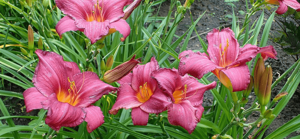 3 надежных сорта лилейника для вашего сада: особенности, уход и рекомендации